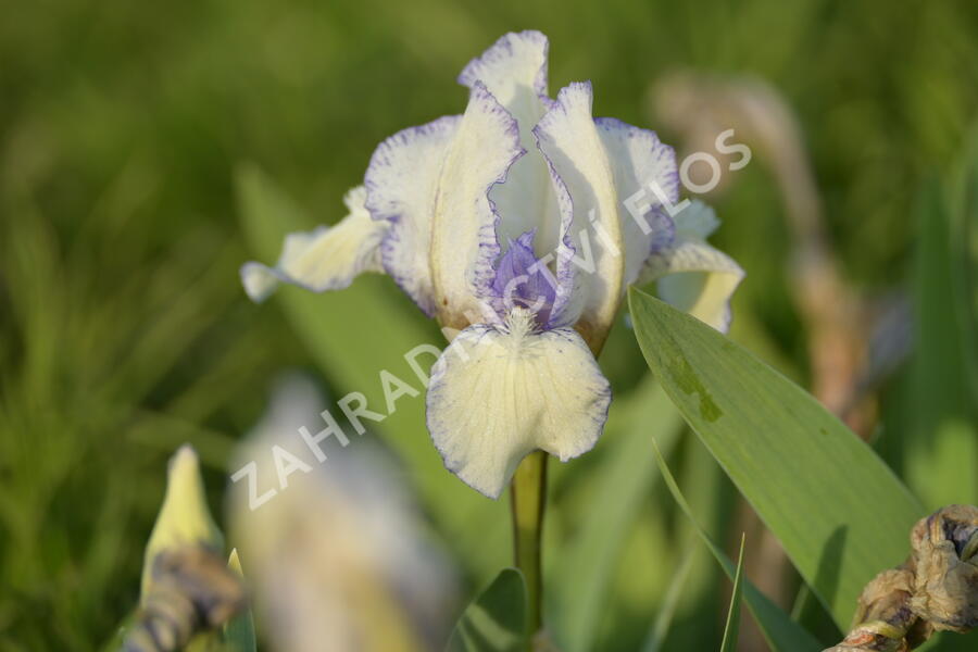 Kosatec nízký 'Lavendel plicata' - Iris barbata-nana 'Lavendel plicata'