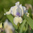 Kosatec nízký 'Lavendel plicata' - Iris barbata-nana 'Lavendel plicata'