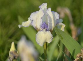 Kosatec nízký 'Lavendel plicata' - Iris barbata-nana 'Lavendel plicata'