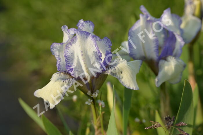 Kosatec nízký 'Lavendel plicata' - Iris barbata-nana 'Lavendel plicata'