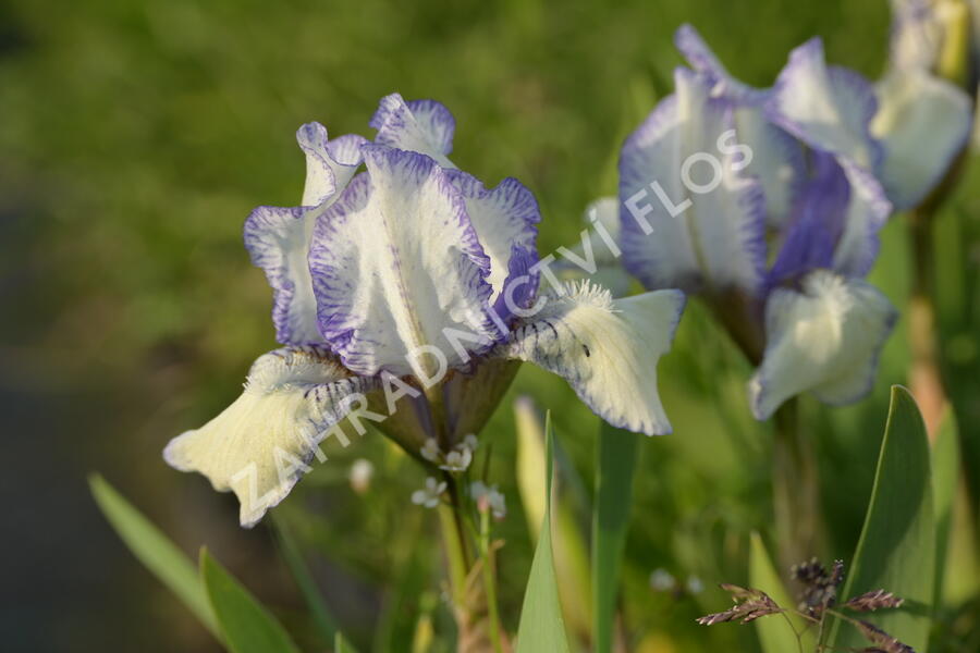 Kosatec nízký 'Lavendel plicata' - Iris barbata-nana 'Lavendel plicata'