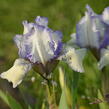 Kosatec nízký 'Lavendel plicata' - Iris barbata-nana 'Lavendel plicata'