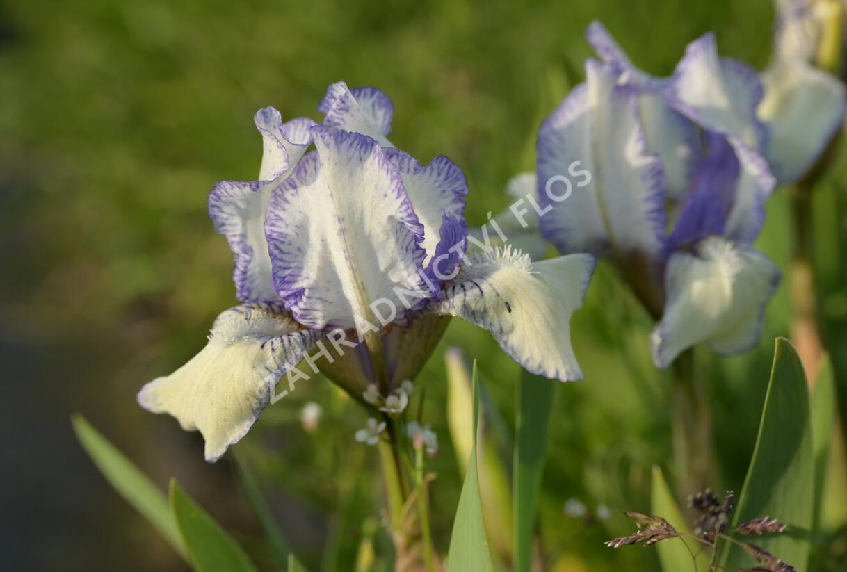 Kosatec nízký 'Lavendel plicata' - Iris barbata-nana 'Lavendel plicata'