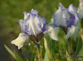 Kosatec nízký 'Lavendel plicata' - Iris barbata-nana 'Lavendel plicata'