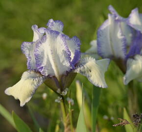 Kosatec nízký 'Lavendel plicata' - Iris barbata-nana 'Lavendel plicata'