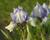 Kosatec nízký 'Lavendel plicata'