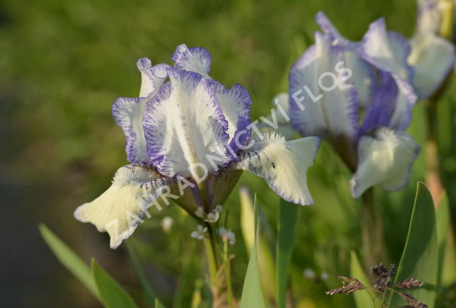 Kosatec nízký 'Lavendel plicata' - Iris barbata-nana 'Lavendel plicata'