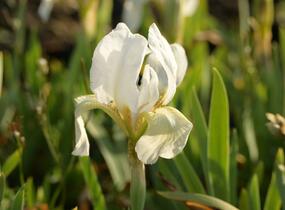 Kosatec nízký 'Die Braut - Iris barbata-nana 'Die Braut'