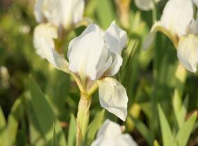 Kosatec nízký 'Die Braut - Iris barbata-nana 'Die Braut'