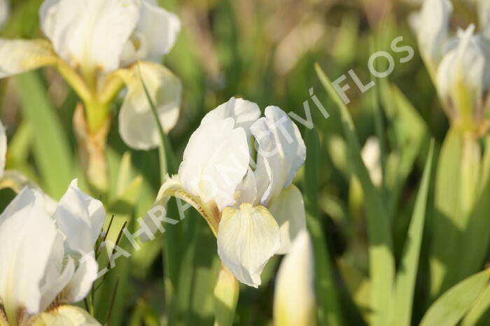 Kosatec nízký 'Die Braut - Iris barbata-nana 'Die Braut'