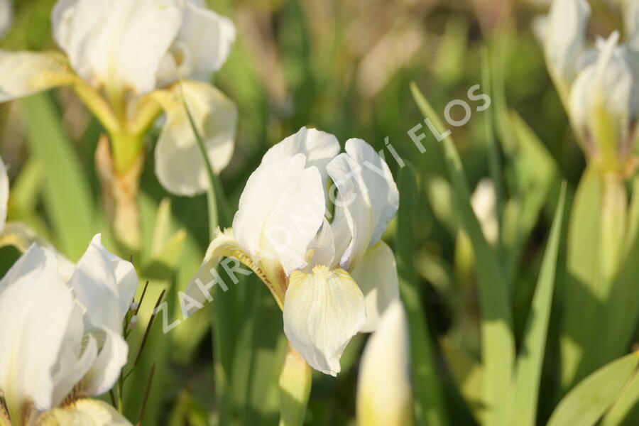 Kosatec nízký 'Die Braut - Iris barbata-nana 'Die Braut'
