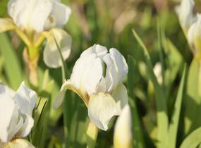 Kosatec nízký 'Die Braut - Iris barbata-nana 'Die Braut'
