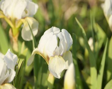 Kosatec nízký 'Die Braut