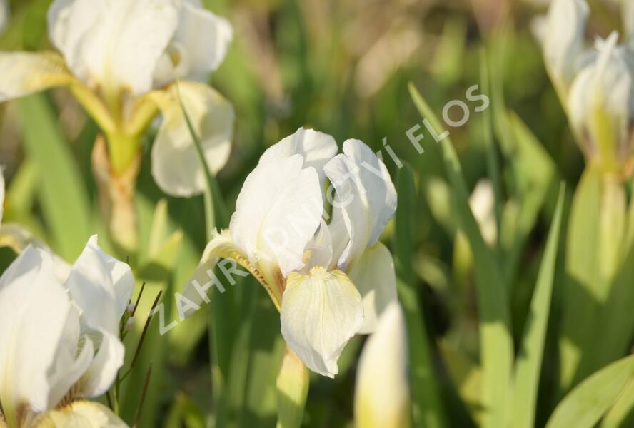 Kosatec nízký 'Die Braut - Iris barbata-nana 'Die Braut'