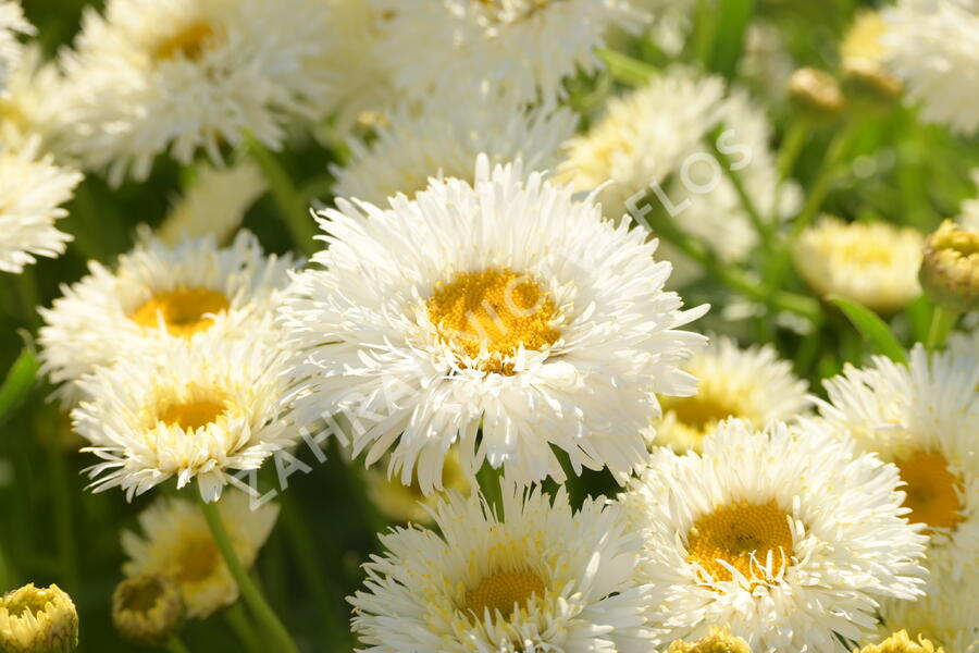 Kopretina největší 'Shapcott Summer Clouds' - Leucanthemum maximum 'Shapcott Summer Clouds'