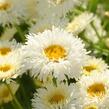 Kopretina největší 'Shapcott Summer Clouds' - Leucanthemum maximum 'Shapcott Summer Clouds'