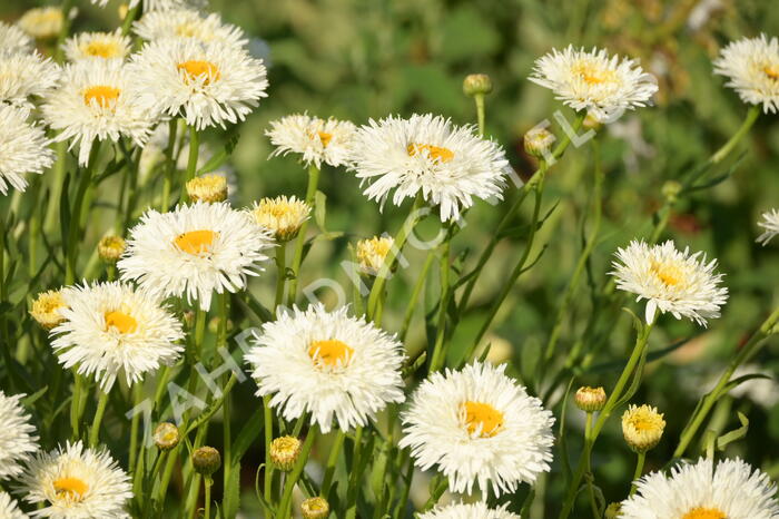 Kopretina největší 'Shapcott Summer Clouds' - Leucanthemum maximum 'Shapcott Summer Clouds'