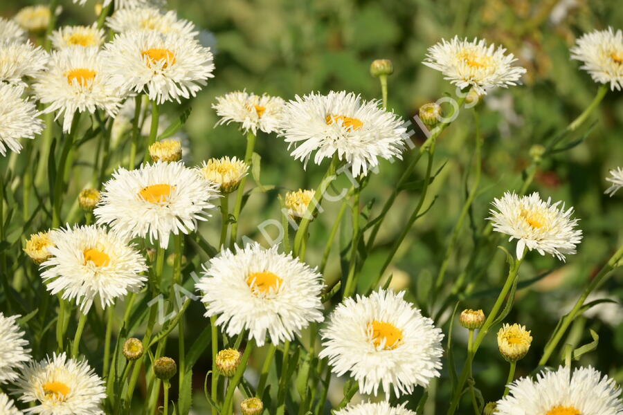 Kopretina největší 'Shapcott Summer Clouds' - Leucanthemum maximum 'Shapcott Summer Clouds'