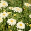 Kopretina největší 'Shapcott Summer Clouds' - Leucanthemum maximum 'Shapcott Summer Clouds'