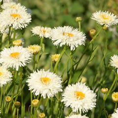 Kopretina největší 'Shapcott Summer Clouds' - Leucanthemum maximum 'Shapcott Summer Clouds'