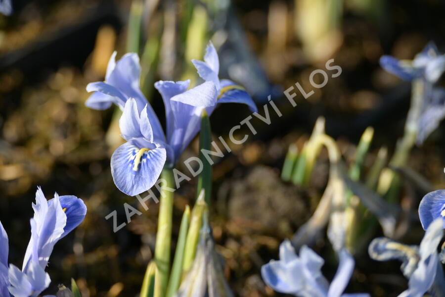 Kosatec síťkovaný 'Alida' - Iris reticulata 'Alida'