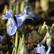Kosatec síťkovaný 'Alida' - Iris reticulata 'Alida'