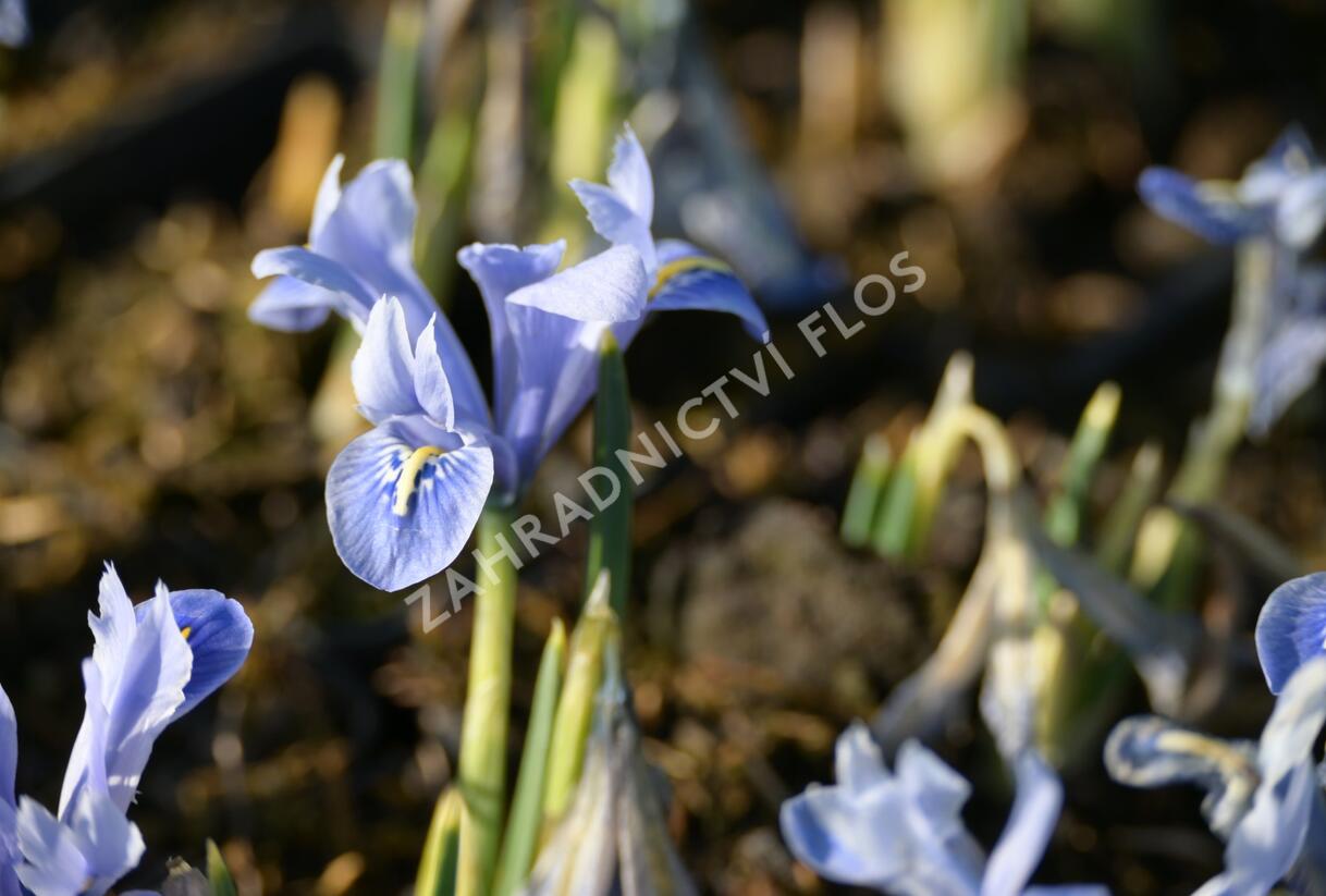 Kosatec síťkovaný 'Alida' - Iris reticulata 'Alida'
