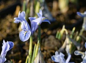 Kosatec síťkovaný 'Alida' - Iris reticulata 'Alida'