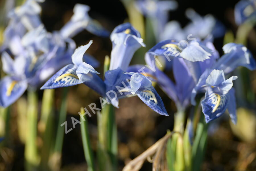 Kosatec síťkovaný 'Alida' - Iris reticulata 'Alida'