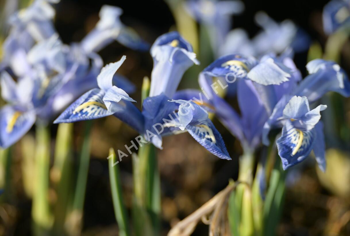 Kosatec síťkovaný 'Alida' - Iris reticulata 'Alida'