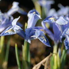 Kosatec síťkovaný 'Alida' - Iris reticulata 'Alida'