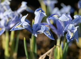 Kosatec síťkovaný 'Alida' - Iris reticulata 'Alida'