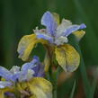 Kosatec sibiřský 'So van Gogh' - Iris sibirica 'So van Gogh'