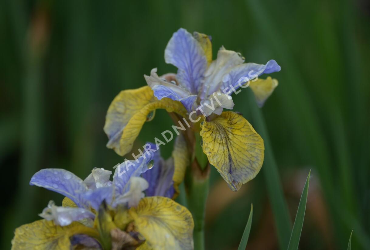 Kosatec sibiřský 'So van Gogh' - Iris sibirica 'So van Gogh'