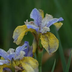 Kosatec sibiřský 'So van Gogh' - Iris sibirica 'So van Gogh'
