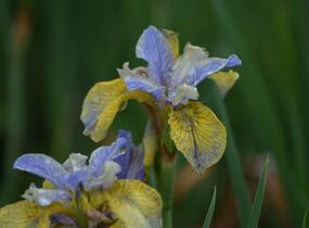 Kosatec sibiřský 'So van Gogh' - Iris sibirica 'So van Gogh'
