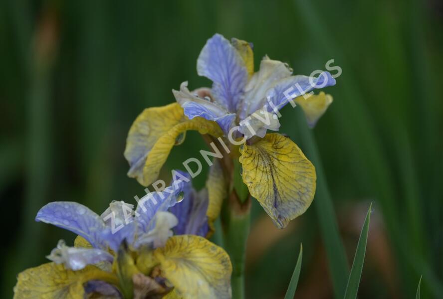 Kosatec sibiřský 'So van Gogh' - Iris sibirica 'So van Gogh'