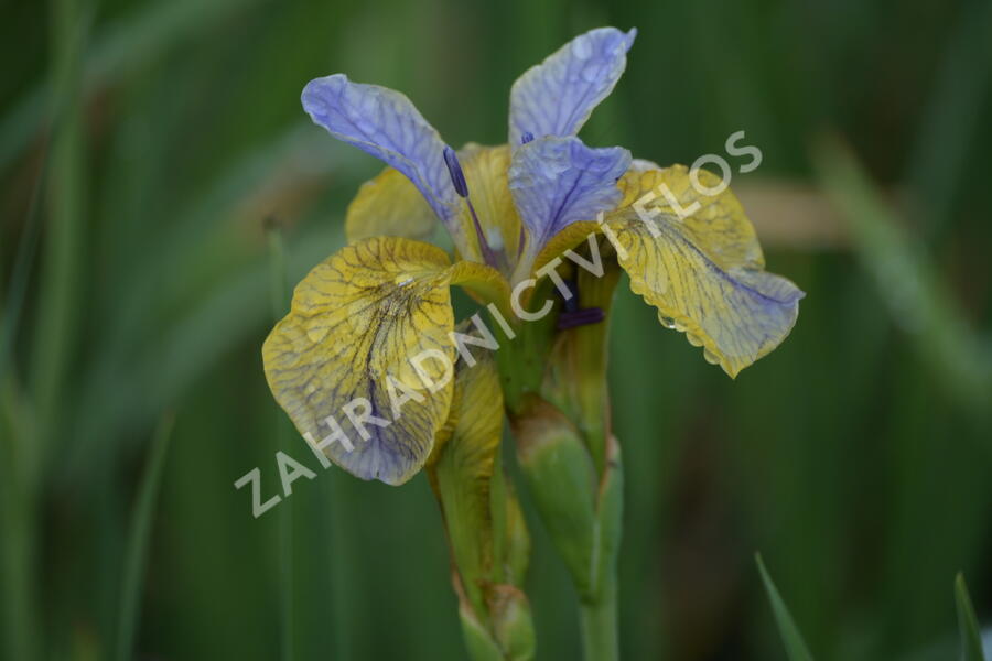 Kosatec sibiřský 'So van Gogh' - Iris sibirica 'So van Gogh'