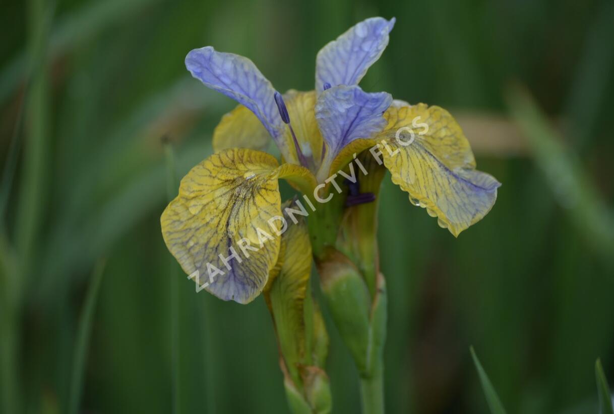 Kosatec sibiřský 'So van Gogh' - Iris sibirica 'So van Gogh'