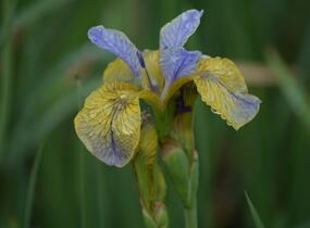 Kosatec sibiřský 'So van Gogh' - Iris sibirica 'So van Gogh'