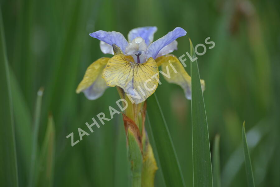 Kosatec sibiřský 'So van Gogh' - Iris sibirica 'So van Gogh'