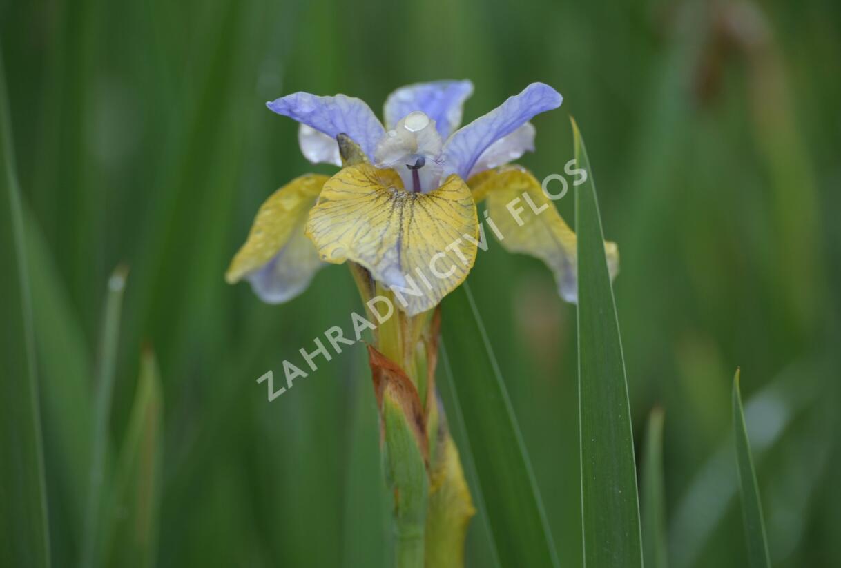 Kosatec sibiřský 'So van Gogh' - Iris sibirica 'So van Gogh'