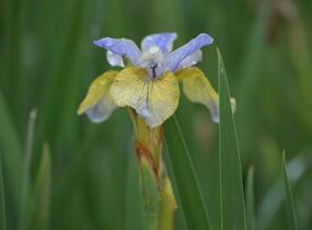 Kosatec sibiřský 'So van Gogh' - Iris sibirica 'So van Gogh'