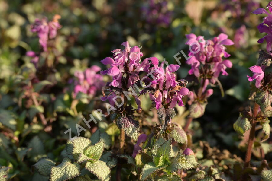 Hluchavka skvrnitá 'Beacon Silver' - Lamium maculatum 'Beacon Silver'