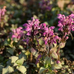 Hluchavka skvrnitá 'Beacon Silver' - Lamium maculatum 'Beacon Silver'