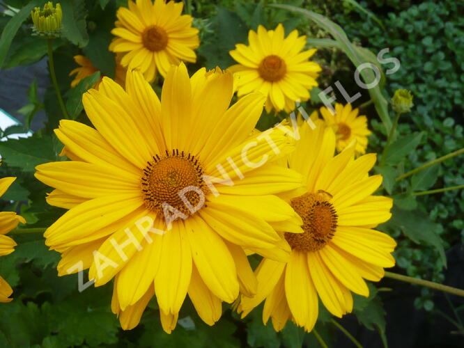 Janeba drsná 'Venus' - Heliopsis helianthoides 'Venus'