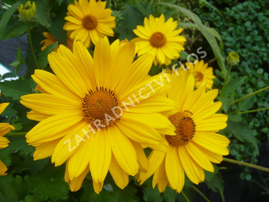 Janeba drsná 'Venus' - Heliopsis helianthoides 'Venus'