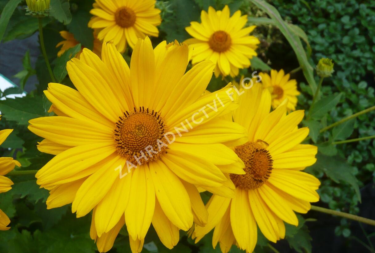 Janeba drsná 'Venus' - Heliopsis helianthoides 'Venus'
