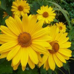 Janeba drsná 'Venus' - Heliopsis helianthoides 'Venus'