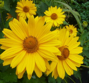 Janeba drsná 'Venus' - Heliopsis helianthoides 'Venus'